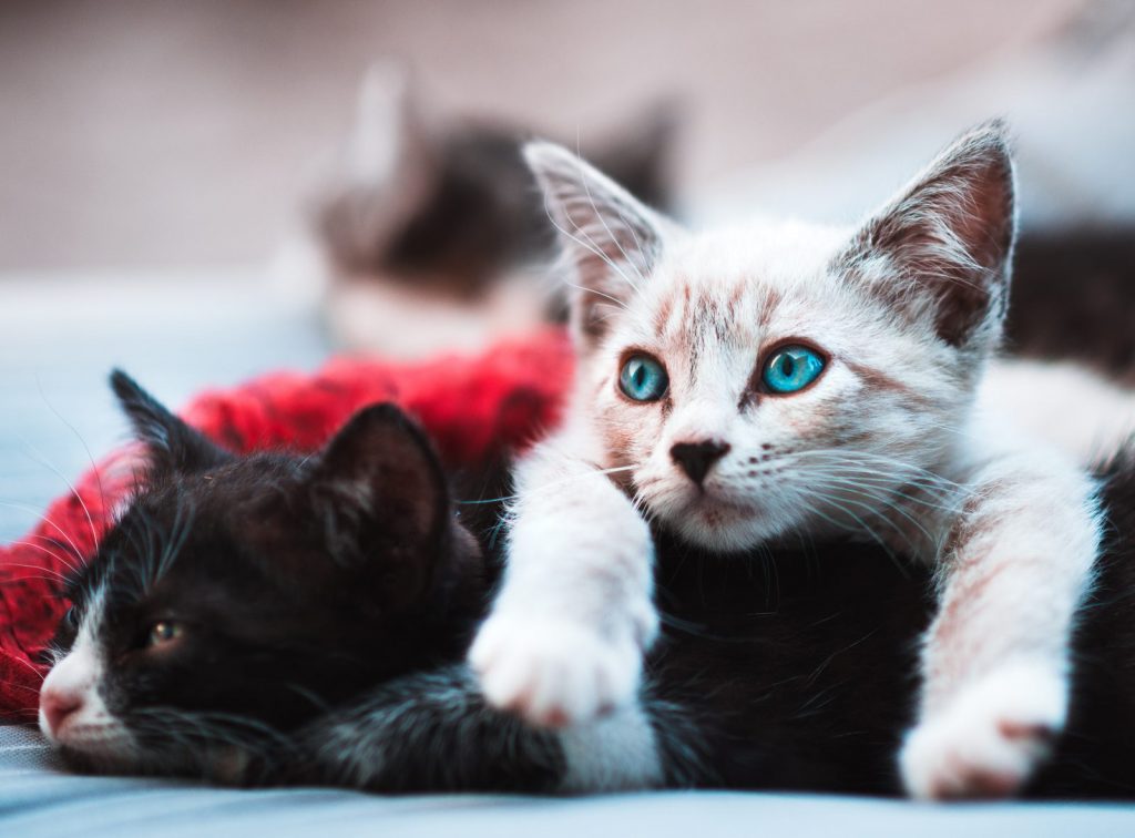 Dvě kočky na polštáři