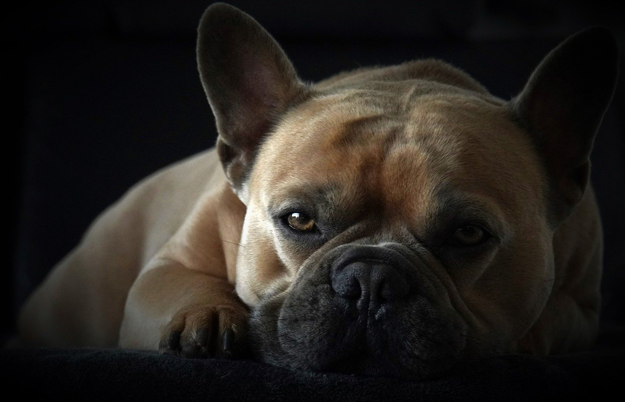 Animal Dog French Bulldog Paws  - Mylene2401 / Pixabay