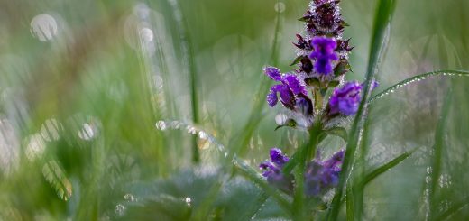 Bugleweed Flower Dew Dewdrops  - Pat_Scrap / Pixabay