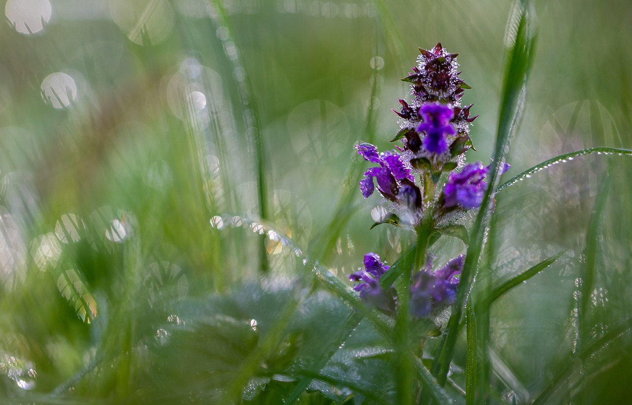 Bugleweed Flower Dew Dewdrops  - Pat_Scrap / Pixabay