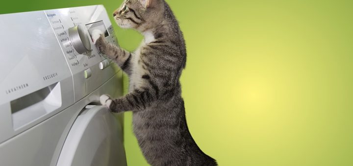 Cat Domestic Cat Dryer Helper Help  - guvo59 / Pixabay