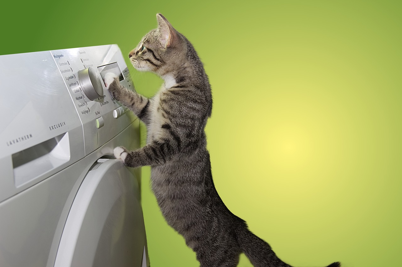 Cat Domestic Cat Dryer Helper Help  - guvo59 / Pixabay