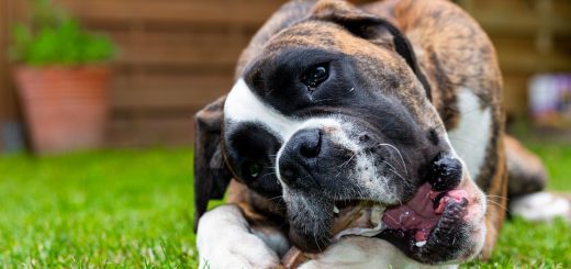 Dog Boxer Pet Animal German Boxer  - schmitma1 / Pixabay