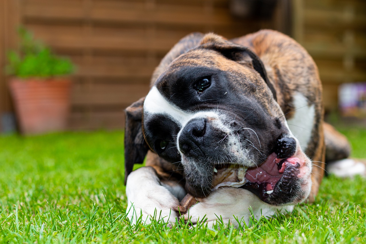 Dog Boxer Pet Animal German Boxer  - schmitma1 / Pixabay
