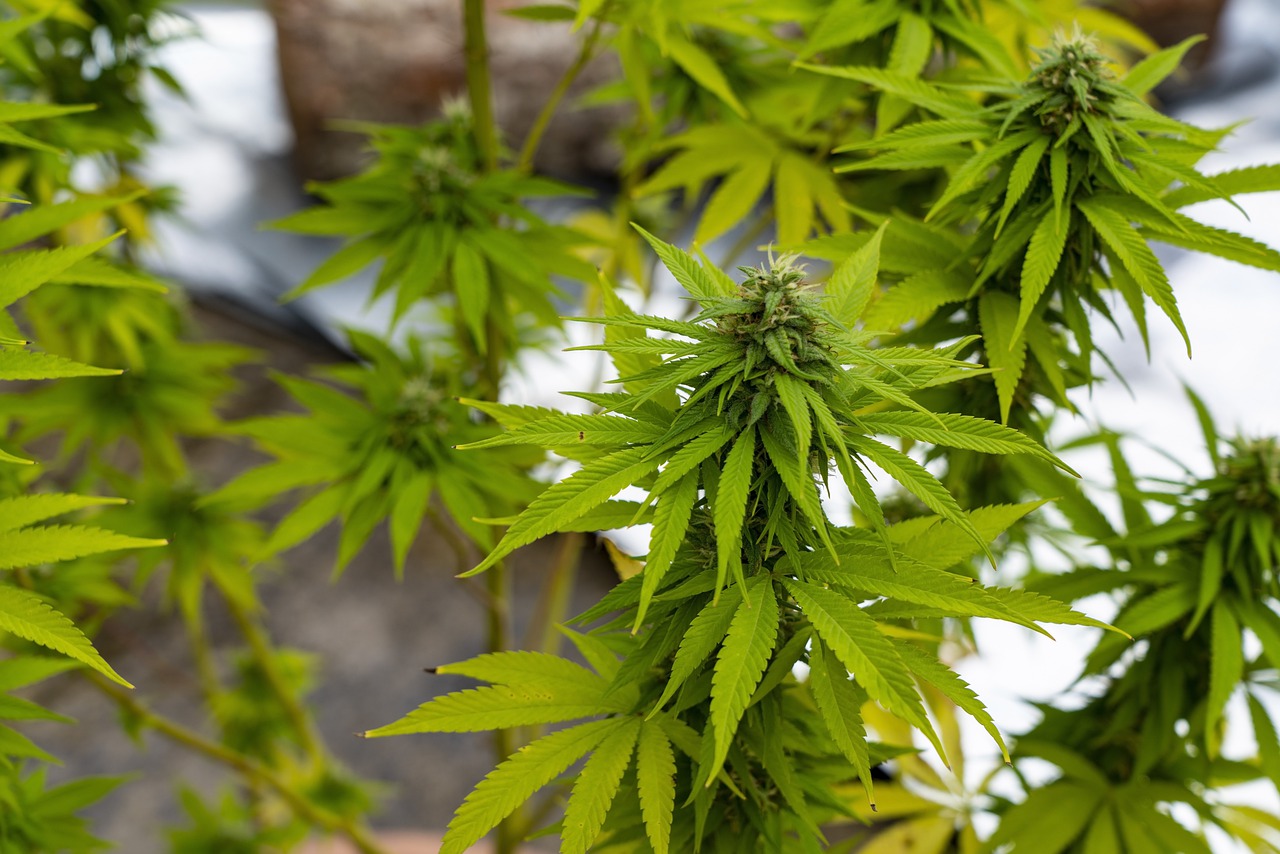 Marijuana Leaves Plant Herbal  - DimStock / Pixabay