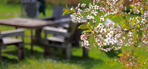 Spring Cherry Blossoms Cherry Tree  - KRiemer / Pixabay