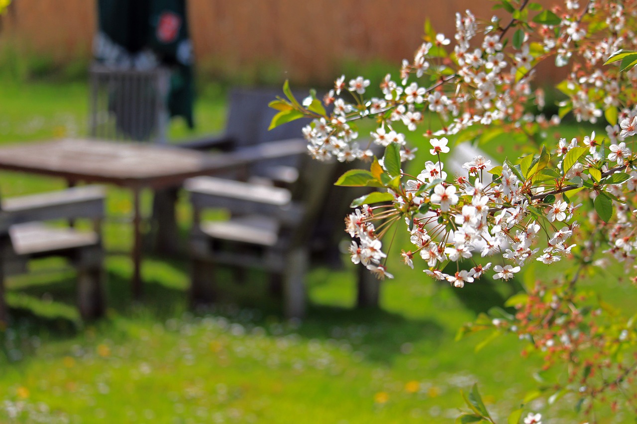 Spring Cherry Blossoms Cherry Tree  - KRiemer / Pixabay