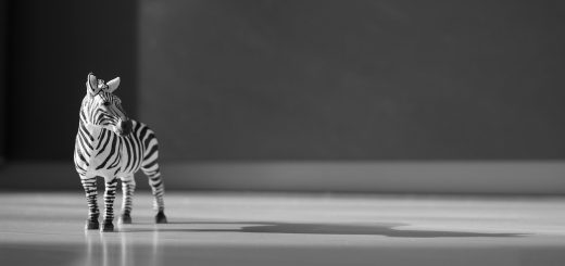 Zebra Toy Figure Slow Action Figure  - Mylene2401 / Pixabay